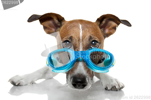 Image of Dog with blue goggles