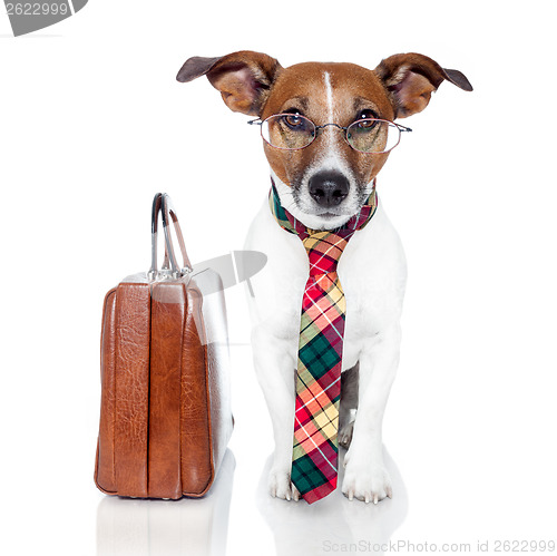 Image of business dog with a leather bag