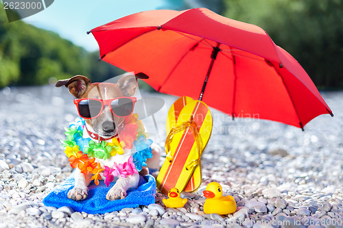 Image of beach dog