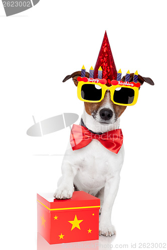 Image of birthday dog 