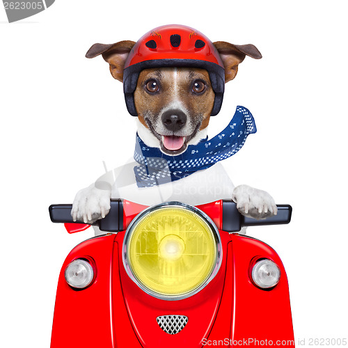 Image of  motorcycle dog