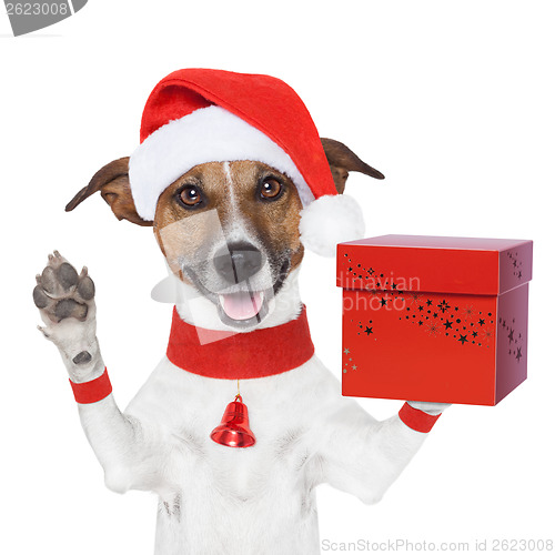 Image of surprise christmas dog with a present box