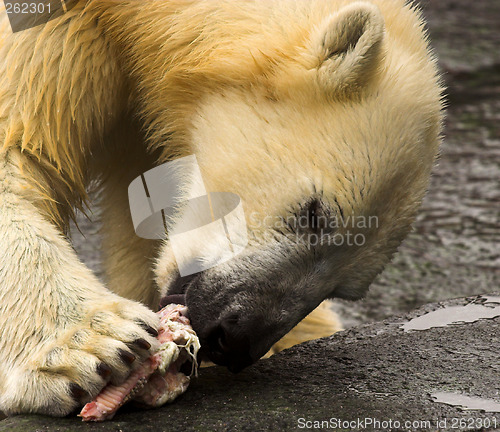 Image of polar bear eating meat