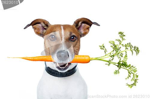 Image of healthy dog with a carrot