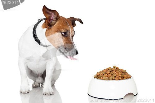 Image of dog bowl hungry meal eat