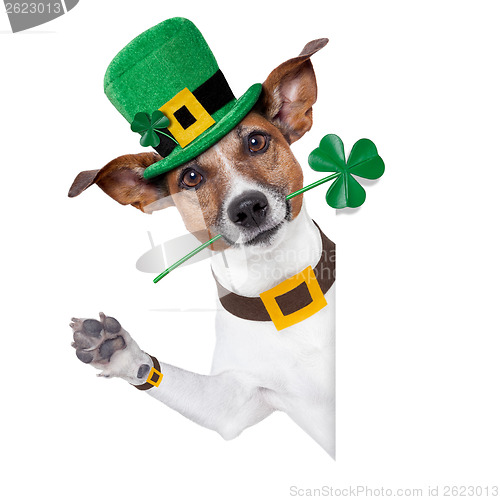 Image of st. patrick's day dog