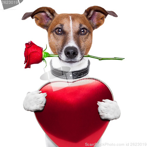 Image of valentine dog 