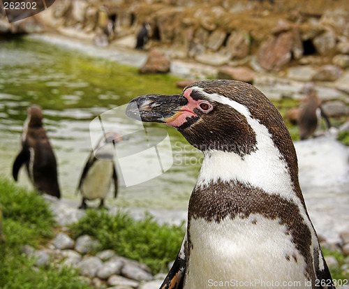 Image of the penguins