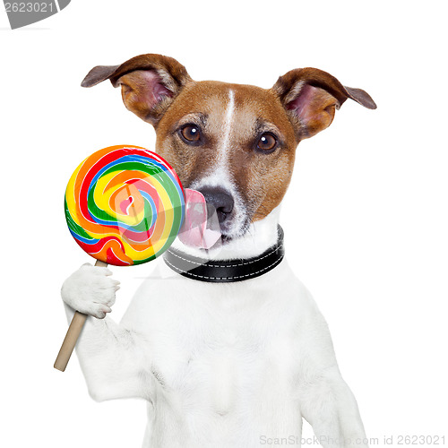 Image of candy lollypop  licking  dog