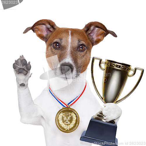 Image of winner dog 