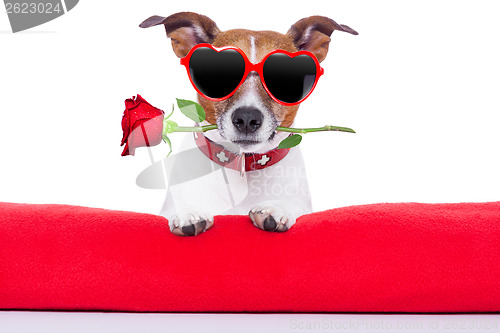 Image of valentines day dog 