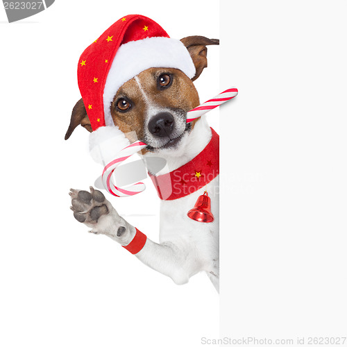 Image of christmas dog 