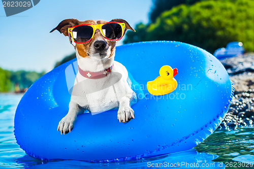 Image of beach dog