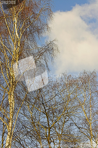 Image of trees and clouds