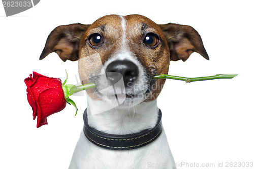 Image of valentines dog