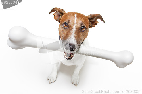 Image of dog with a white bone 
