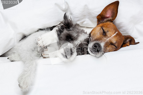 Image of two dogs in love 