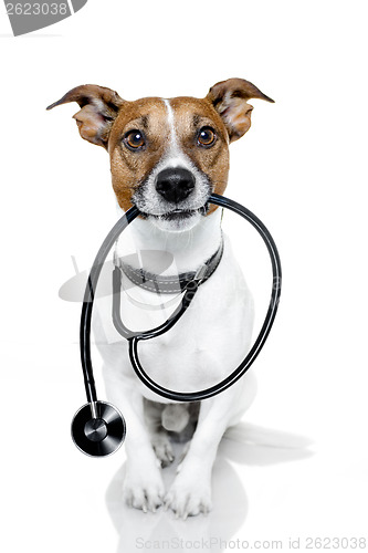 Image of medical doctor dog