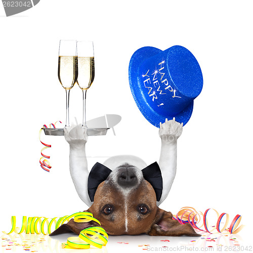 Image of new years eve dog