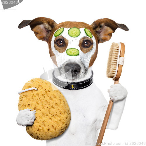 Image of wellness spa wash sponge dog