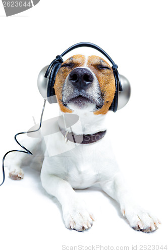 Image of dog listening  to music