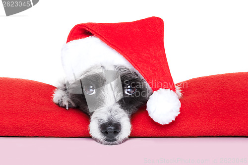 Image of christmas dog