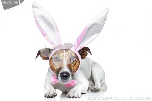 Image of bunny dog easter
