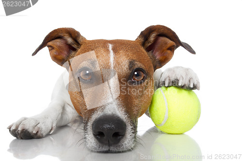 Image of dog with tennis ball