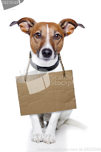 Image of Dog with empty cardboard placeholder