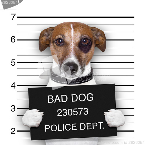 Image of mugshot dog 