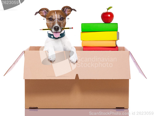 Image of moving box dog