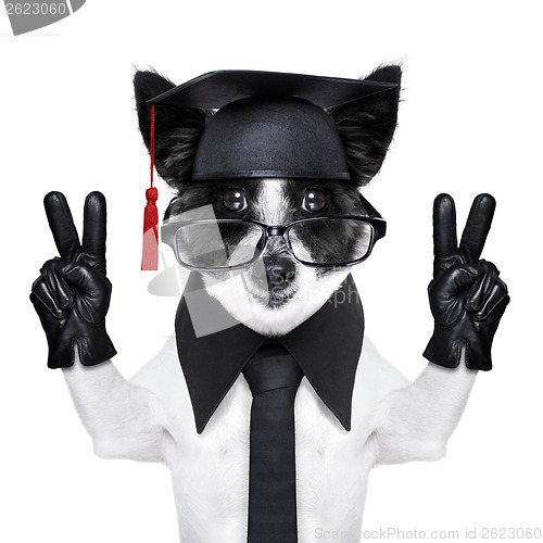 Image of graduate dog