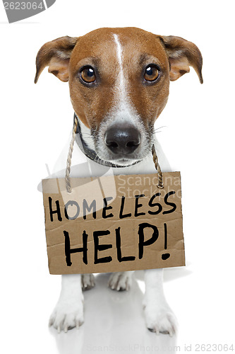 Image of Dog with empty cardboard