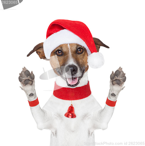 Image of hello goodbye christmas  dog 