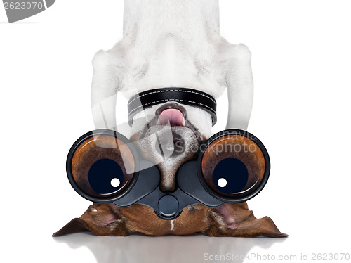 Image of binoculars dog