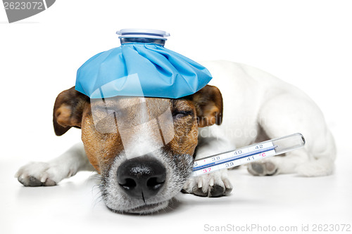 Image of sick dog fever pain