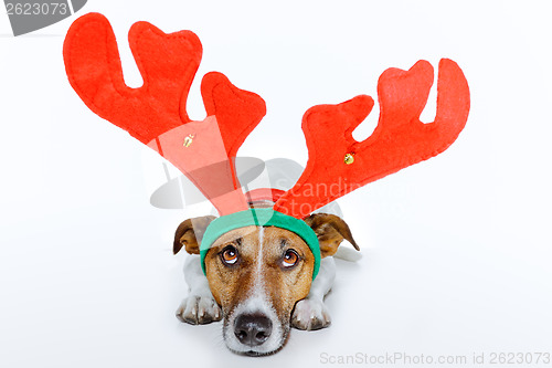 Image of dog as deer