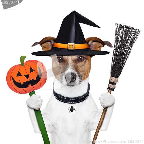 Image of halloween pumpkin witch dog 