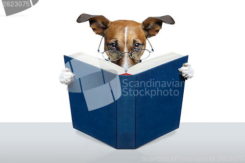 Image of reading book dog 