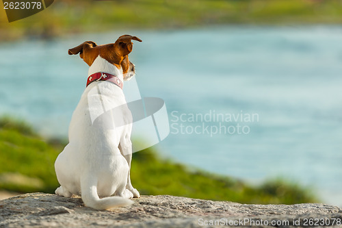 Image of dog watching 