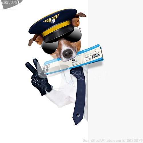 Image of check in dog