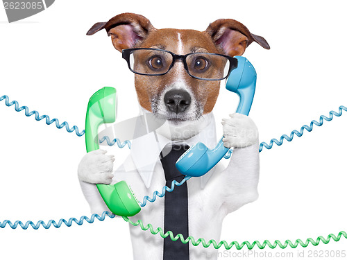 Image of business dog