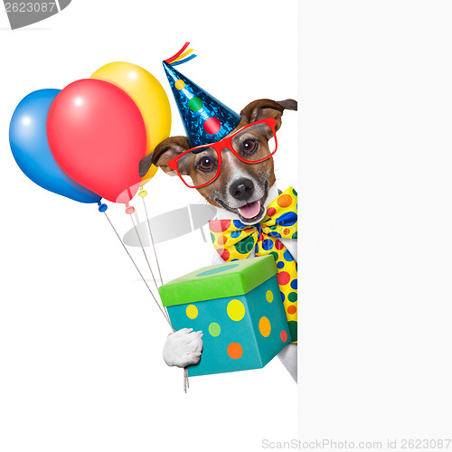 Image of birthday dog 