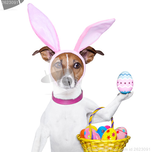 Image of  funny easter dog