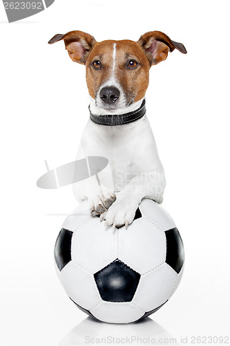 Image of dog with a white soccer ball