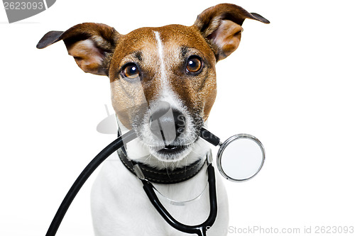 Image of medical doctor dog