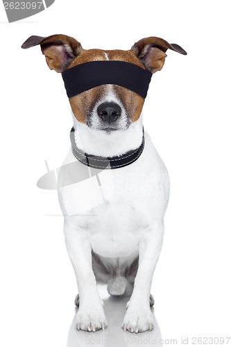 Image of blindfold dog cover eyes