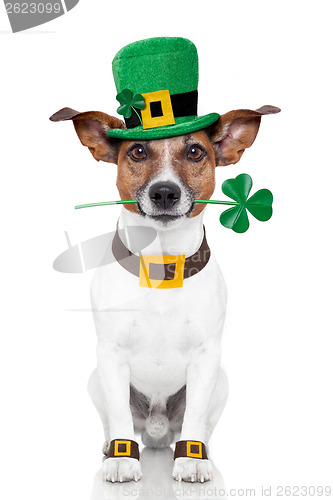 Image of st. patrick's day dog