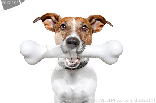 Image of dog with a white bone 