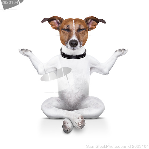 Image of yoga dog